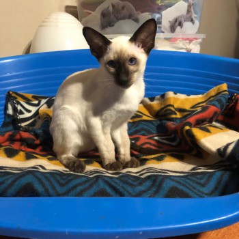 WhatsApp Image 2020-04-13 at 14.01.40-4