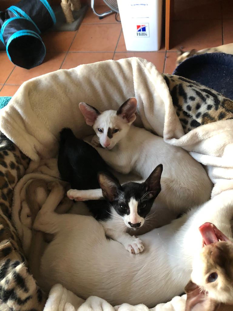 WhatsApp Image 2020-04-13 at 14.01.40