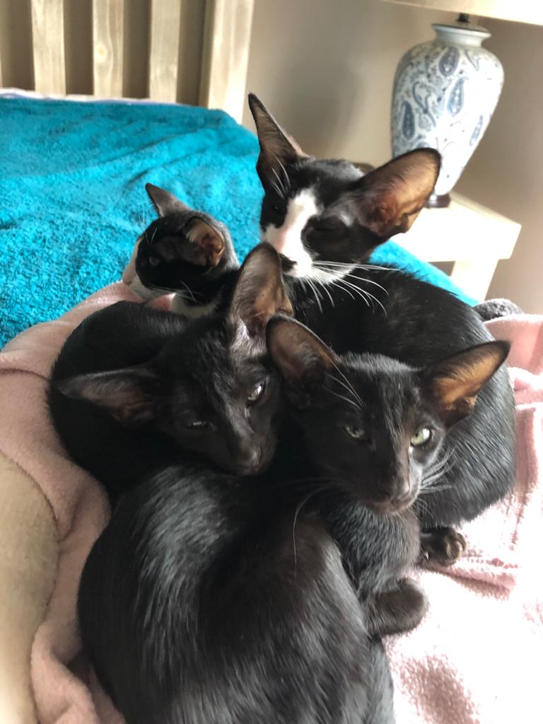 WhatsApp Image 2020-04-13 at 14.01.41-3