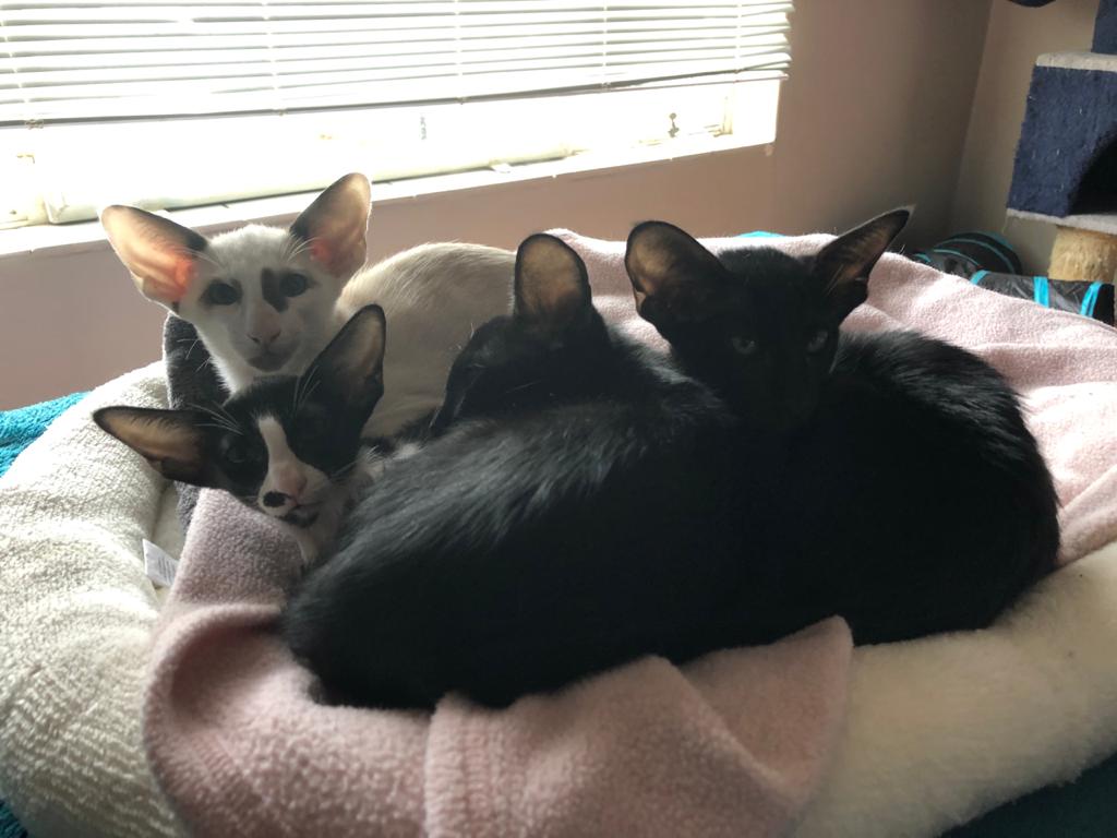 WhatsApp Image 2020-04-13 at 14.01.41-4